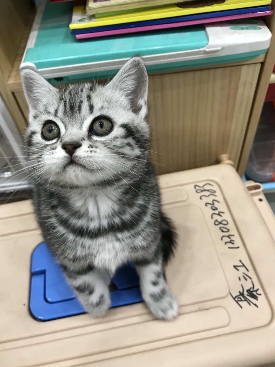 美短虎斑幼猫找新家