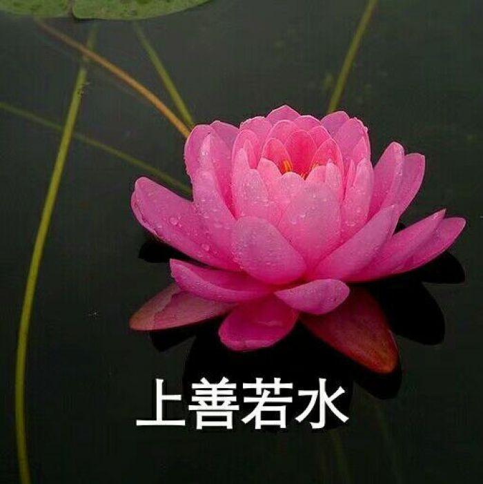 父母喜欢的微信头像有哪些