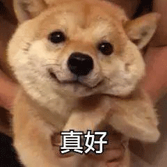 真好(狗子)_狗子_真好表情