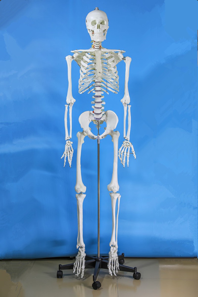 人体模型 成人小白骷髅教学脊椎 成人全身骷髅骨架标本 170cm普通无