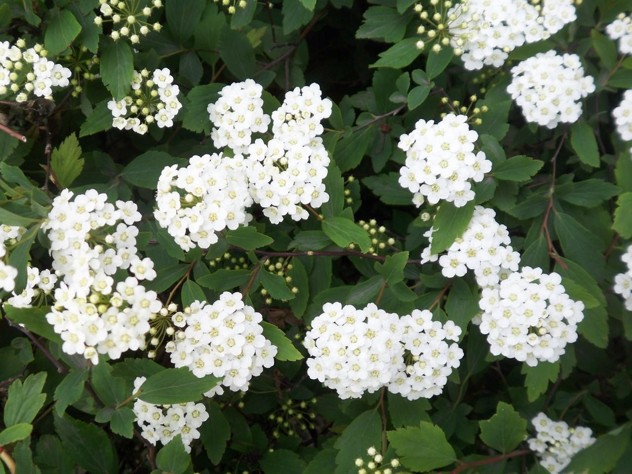 p>麻叶绣线菊(学名: i>spiraea cantoniensis /i> lour.