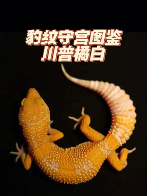 豹纹守宫图鉴川普橘白