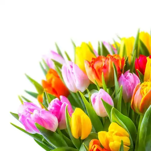 一束美丽郁金香图片素材下载(图片id:609866)_-花草树木-图片素材_ 集