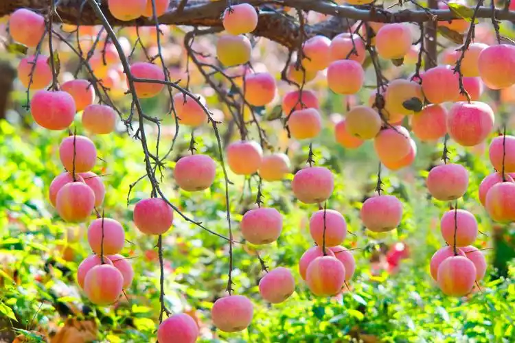 006硕果累累,类延成