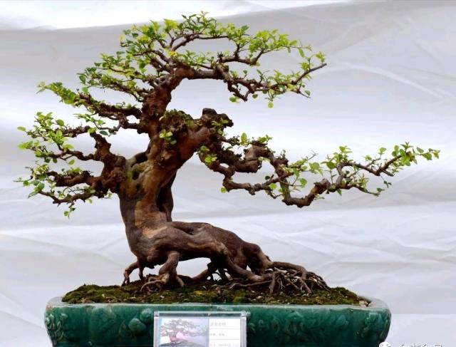 雀梅盆景是如此多娇