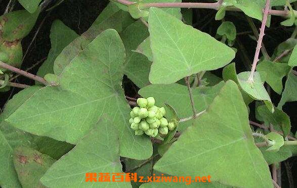 三角刺草药的作用与用途三角刺草药的药用价值