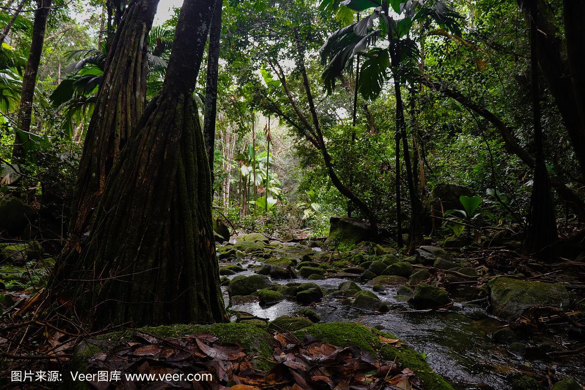 马埃岛北部贾斯敏山脚下的热带雨林.塞舌尔群岛.非洲东部