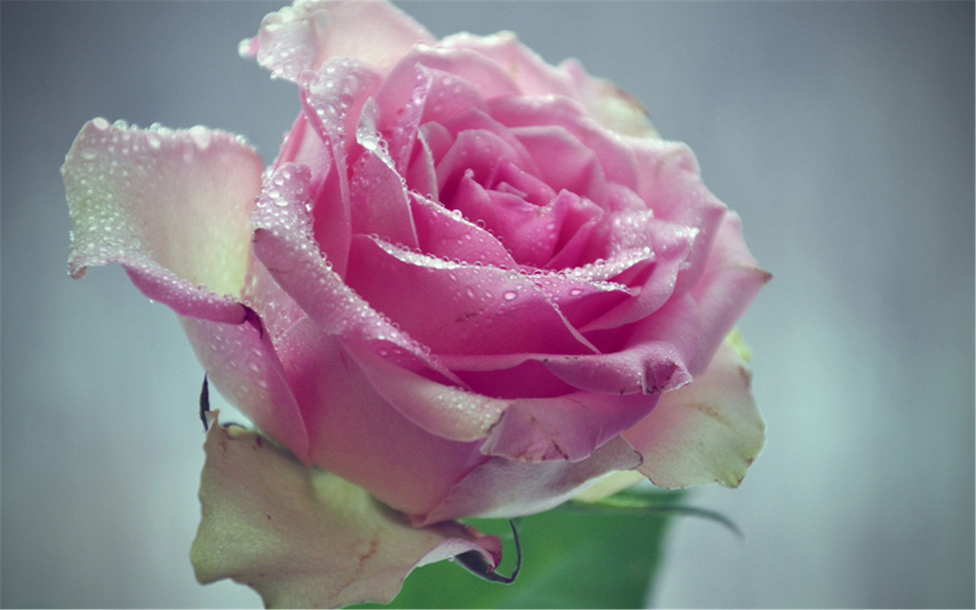 小清新简约花卉好看电脑锁屏背景壁纸高清大图预览1920x1200_植物壁纸