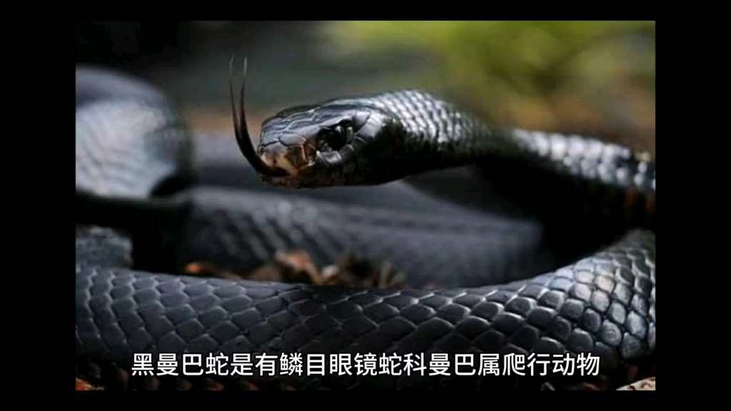 非洲最致命毒蛇黑曼巴