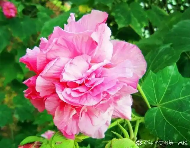 《世界名花影像宝典》 88集 美丽多姿的《芙蓉花》