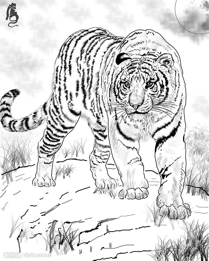 老虎素描【相关词_老虎素描铅笔画】