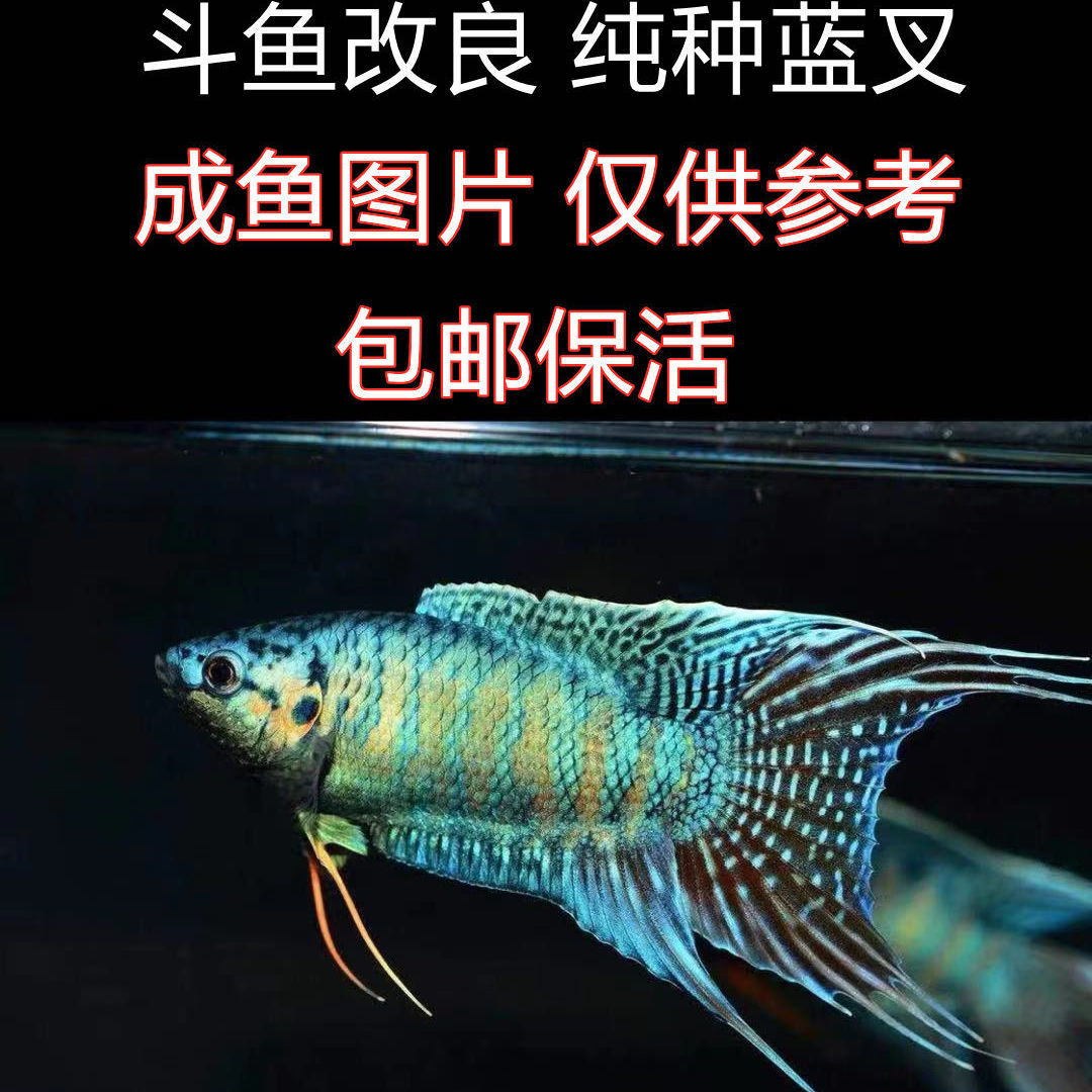 墨之瑶中国斗鱼活鱼野生普叉观赏鱼好养耐活小型冷淡