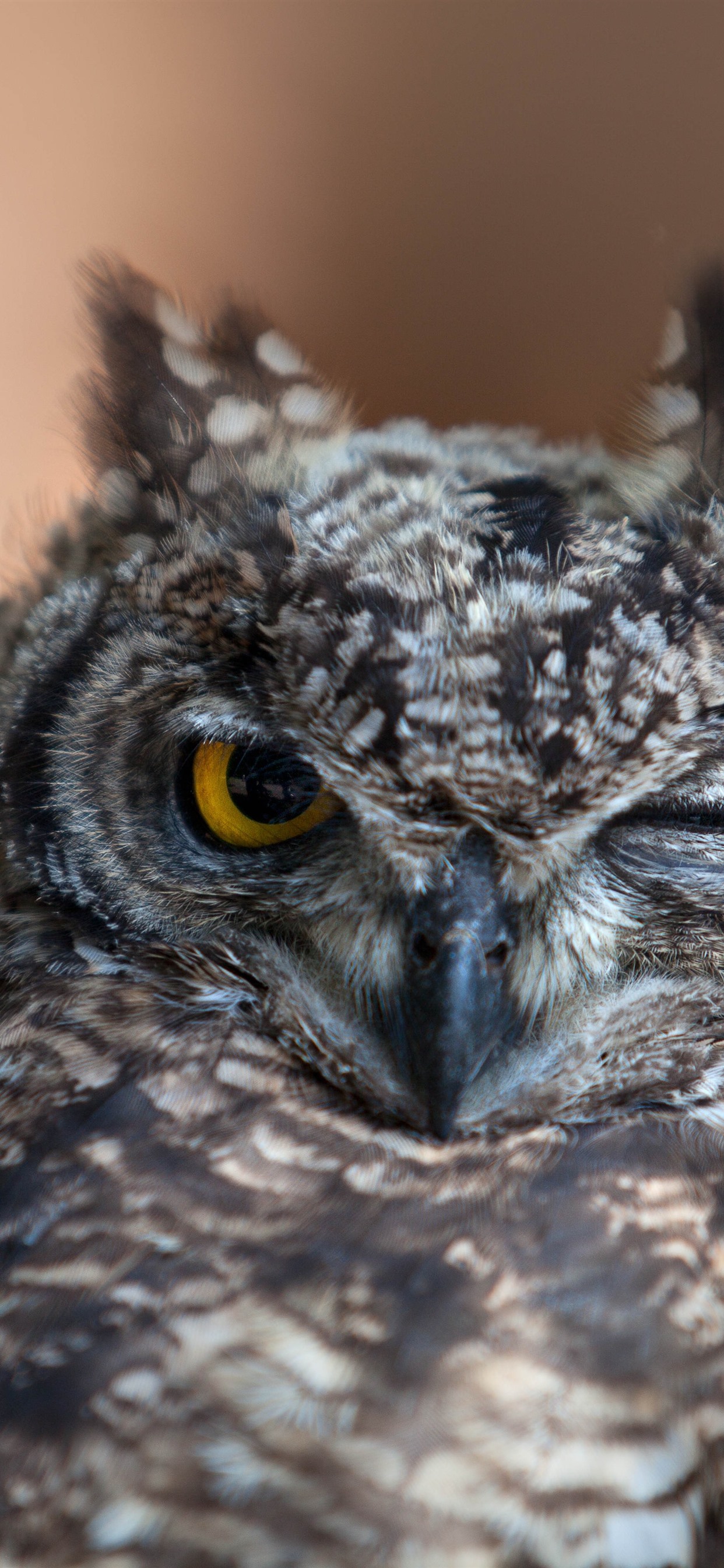 iphone 壁纸 猫头鹰,一只眼睛睁开,一只眼睛闭上,睡觉