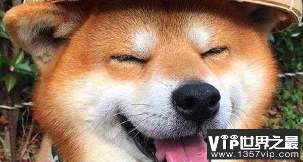 微笑狗原图smilejpg为什么吓人背景阴暗眼神恐怖表情狰狞胆小勿看