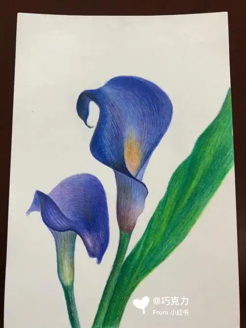 彩铅花卉之马蹄莲附起型及过程图