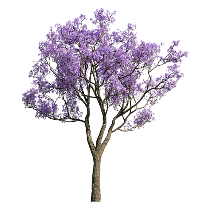 如果我有一只猫从设计→冷夏转采于2021-11-11 13:33:14蓝花楹素材