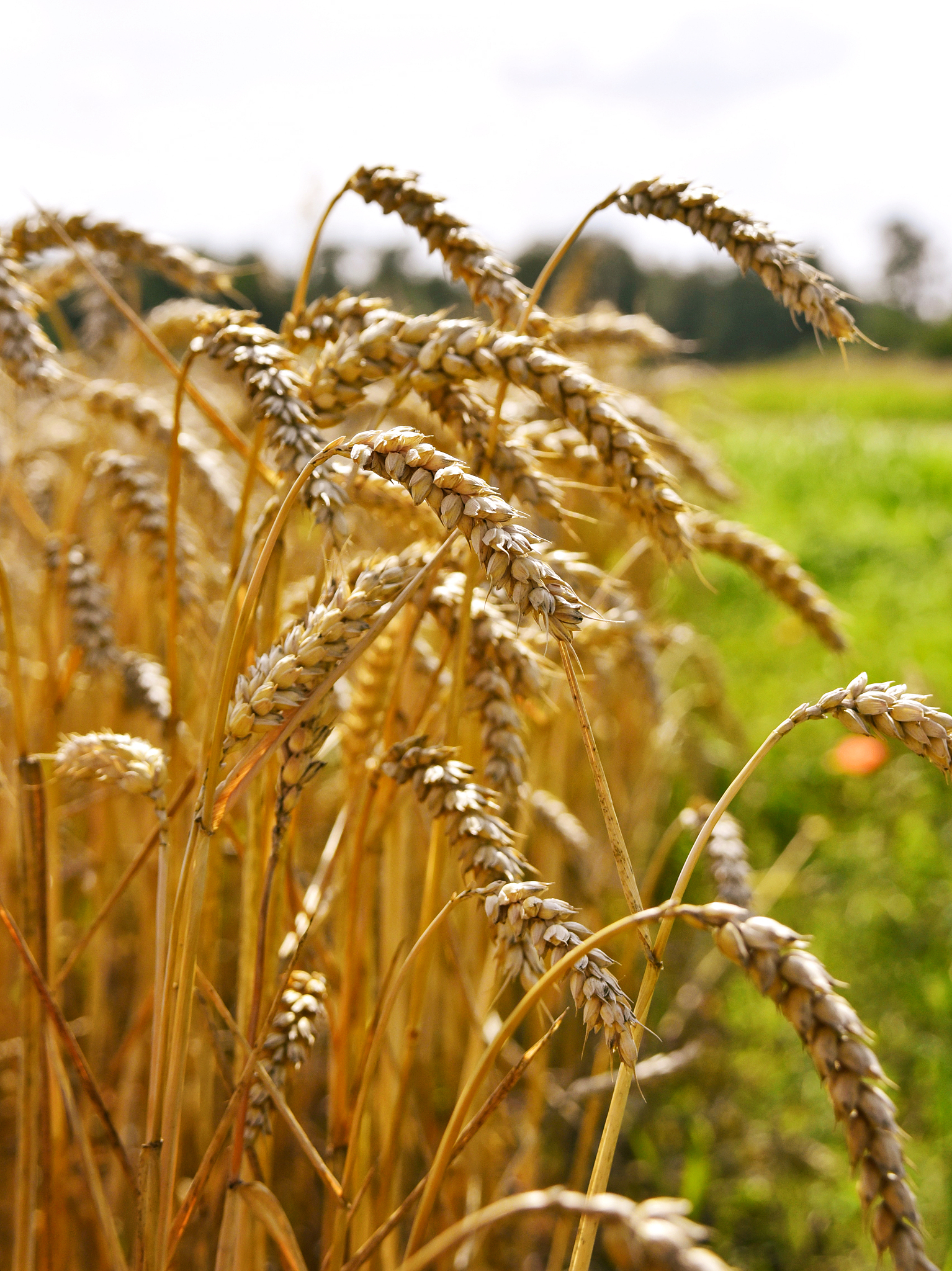 麦穗低头,像学者般谦虚,深知价值但低调.