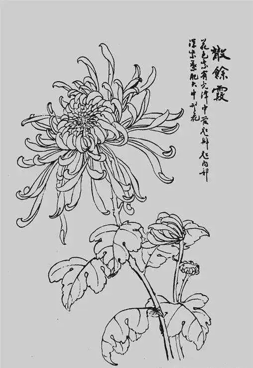 白描菊花,值得收藏!