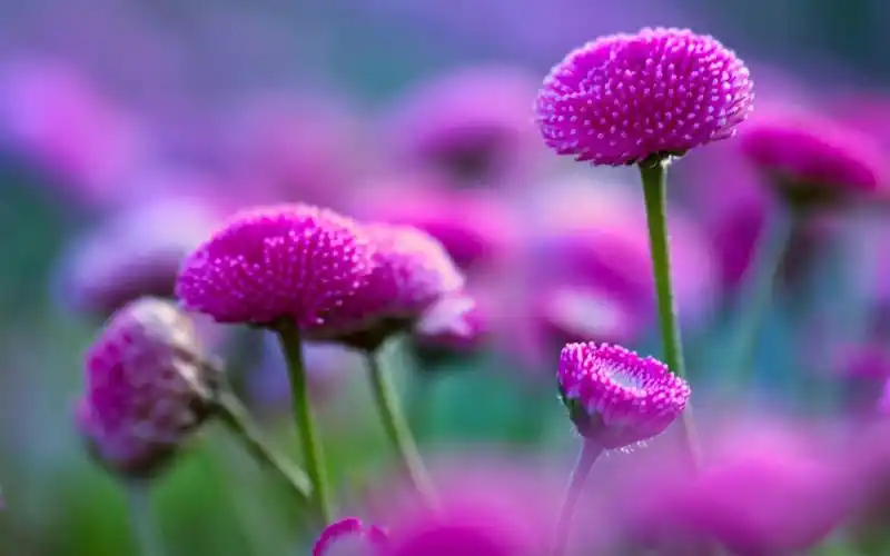 好看的小清新唯美花朵壁纸高清下载