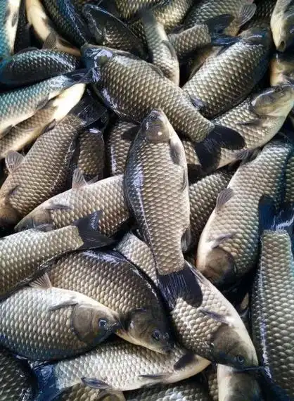 鱼直供饭店卖鱼批发常年批发鲤鱼清江草商低于市场进价