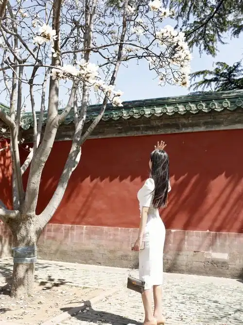 天坛公园斋宫玉兰花