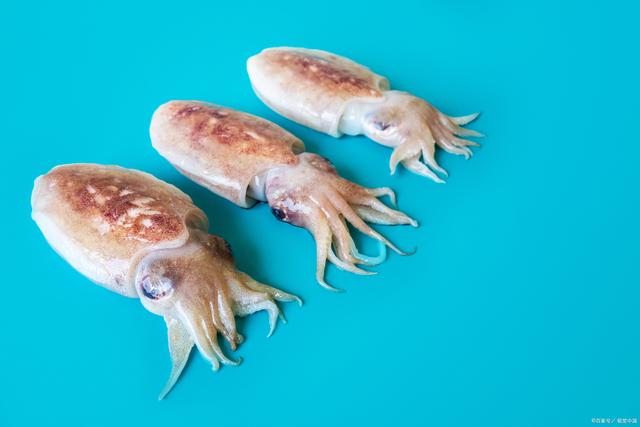 软而嫩,墨鱼八脚舞,墨鱼与鱿鱼的美味之别