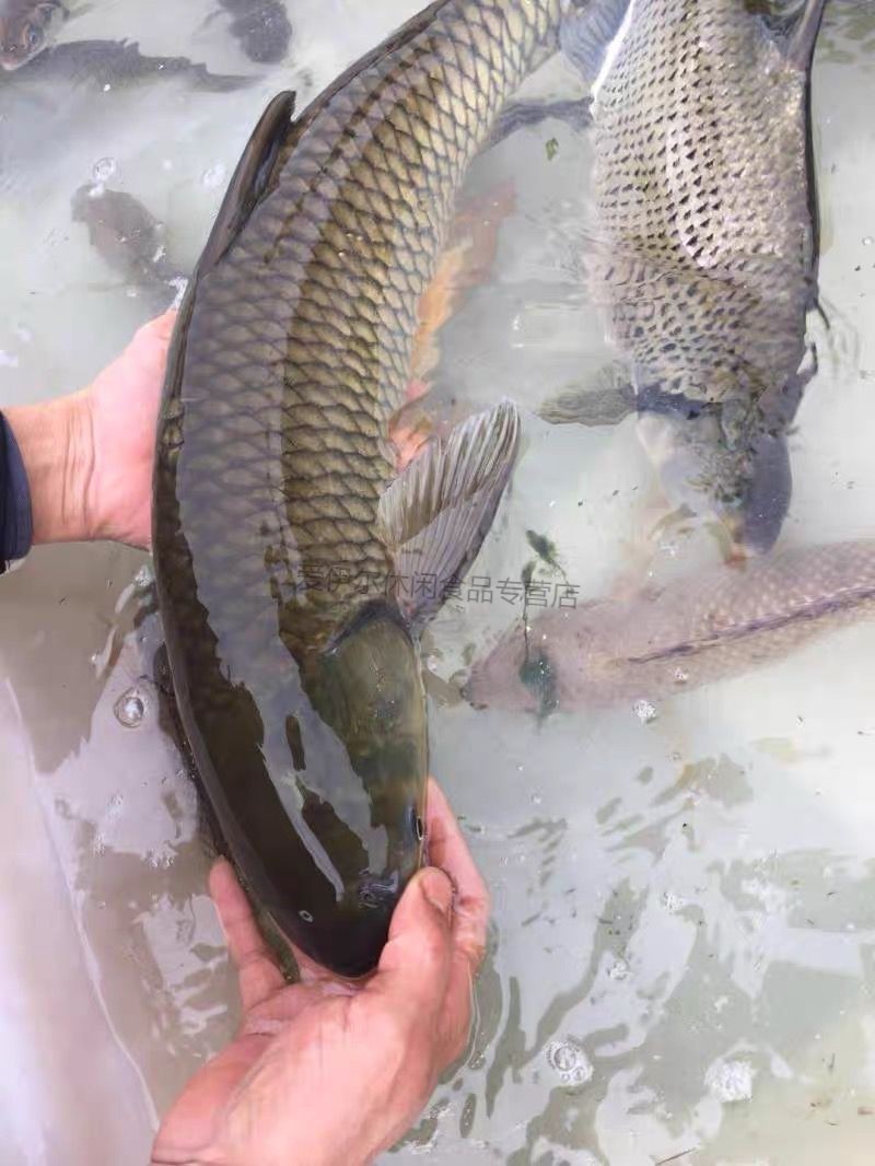 江苏州发货新鲜现杀草鱼块肉淡水鱼大草鱼活鱼现杀青鱼段酸菜鱼片草鱼