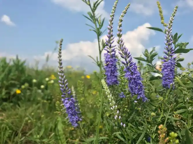 浪漫的生灵--草原上盛开的野花