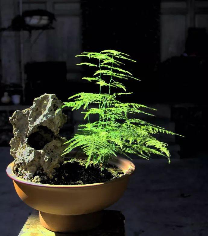 用麦饭石水培文竹尽显清新淡雅古韵气息