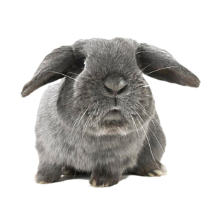 山东临沂宠物兔活物垂耳兔宝宝猫兔安哥拉兔纯种小型侏儒兔茶杯兔