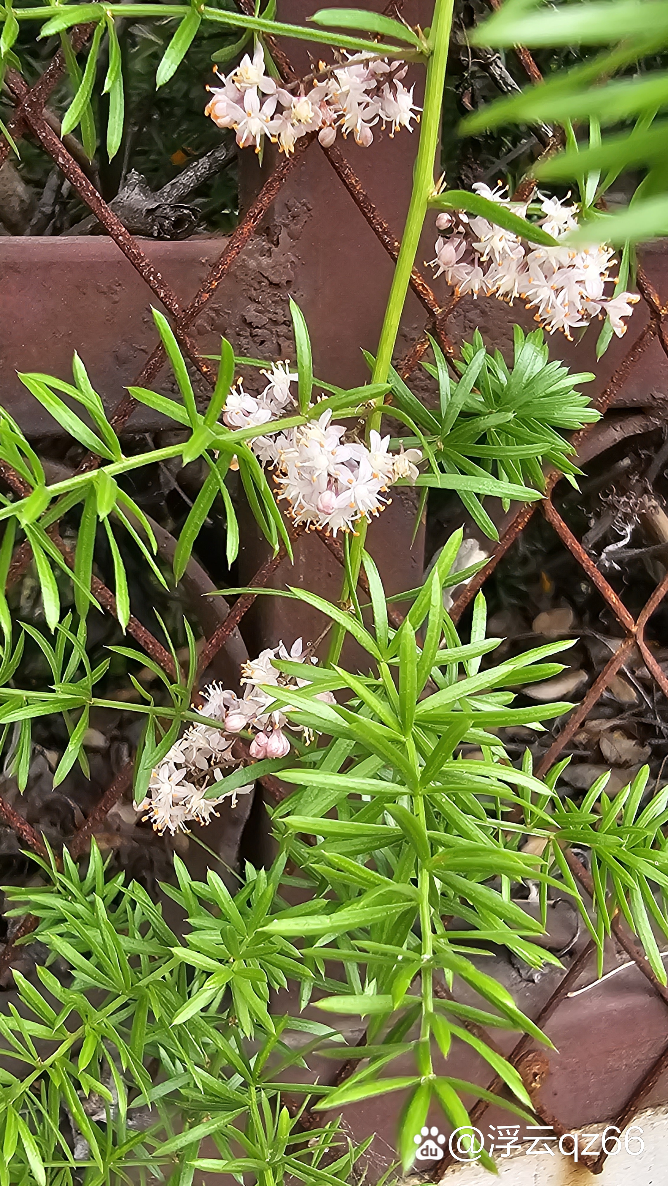 植物天门冬又名老虎尾巴根,天冬草,明天冬,非洲天门冬,满冬等.