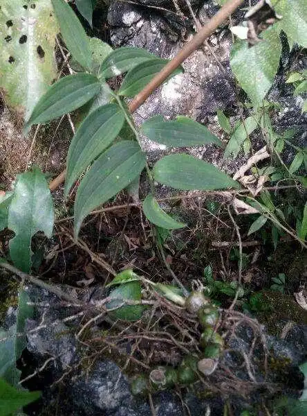 黄精泡水功效:补肾虚:男人如果出现精气不中,肾虚时,会出现腰膝酸软的