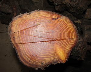 00xiaochunyu65淘宝山东柘木手串老料柘木原木手串女木质108颗男士