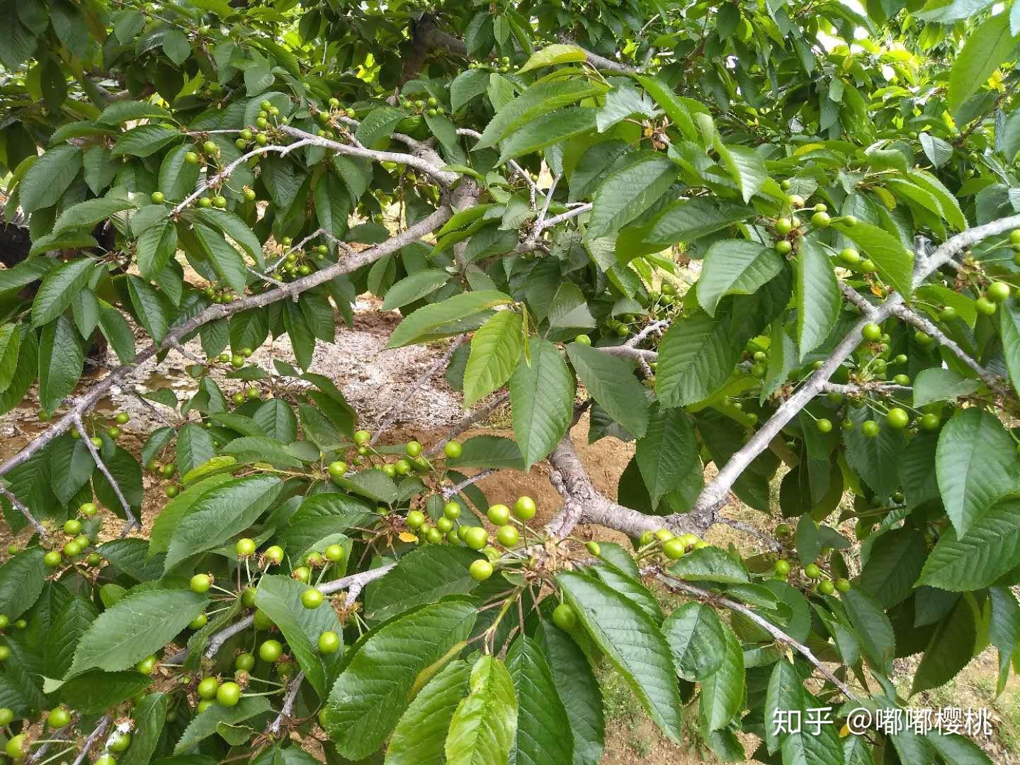 樱桃的叶子是什么样子的,家里有一颗车厘子一颗樱桃,不确定是不是樱桃