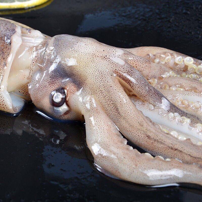 鱿鱼冷冻新鲜章鱼连云港本地白墨鱼墨鱼海鲜水产冷冻鱿鱼