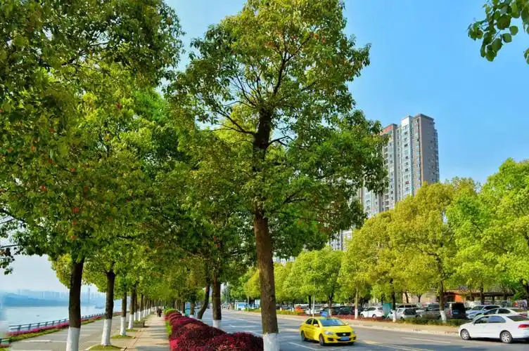 精细化管护提升城市景观品质巴南这条香樟大道尽显盎然春意