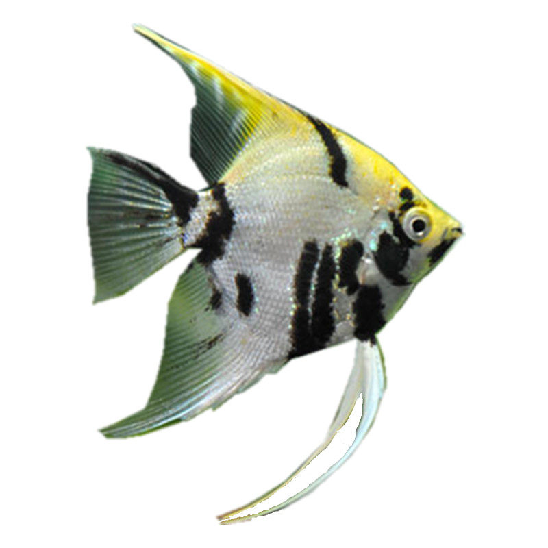 云石神仙鱼熊猫神仙鱼 皇冠神仙鱼 燕鱼 慈鲷 热带观赏鱼 活体