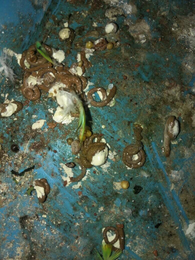 我家鹦鹉拉这种屎是怎么回事?