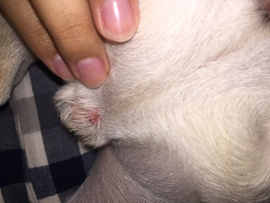 狗狗睾丸那里有这么个包包是什么真菌感染的mia!求助啊!法斗6个多月