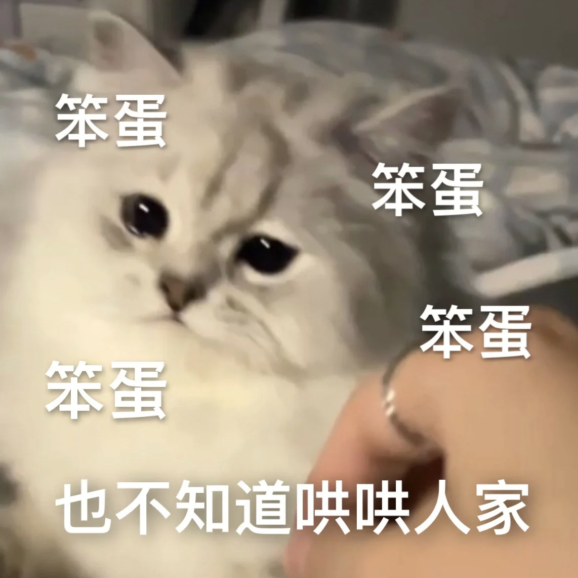 笨蛋笨蛋笨蛋笨蛋也不知道哄哄人家 - 可爱的猫猫狗狗表情包