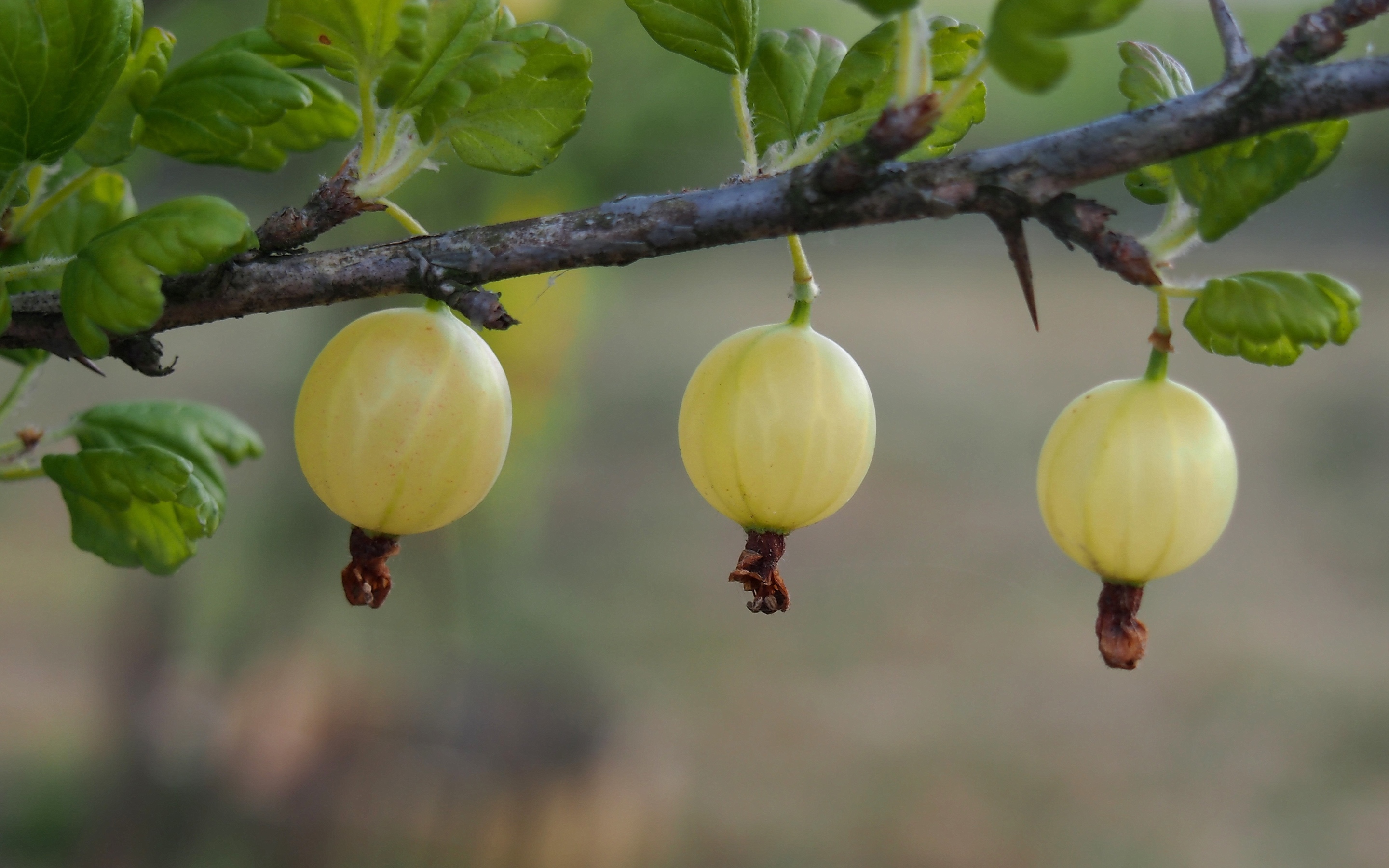未成熟的灯笼果,醋栗,果实,植物,高清壁纸,桌面图片-壁纸族