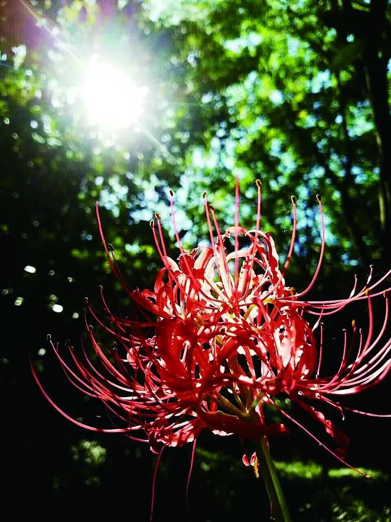 微风中的彼岸花凄美地轻舞着它的故事一生一世最知相思苦李邦国/摄