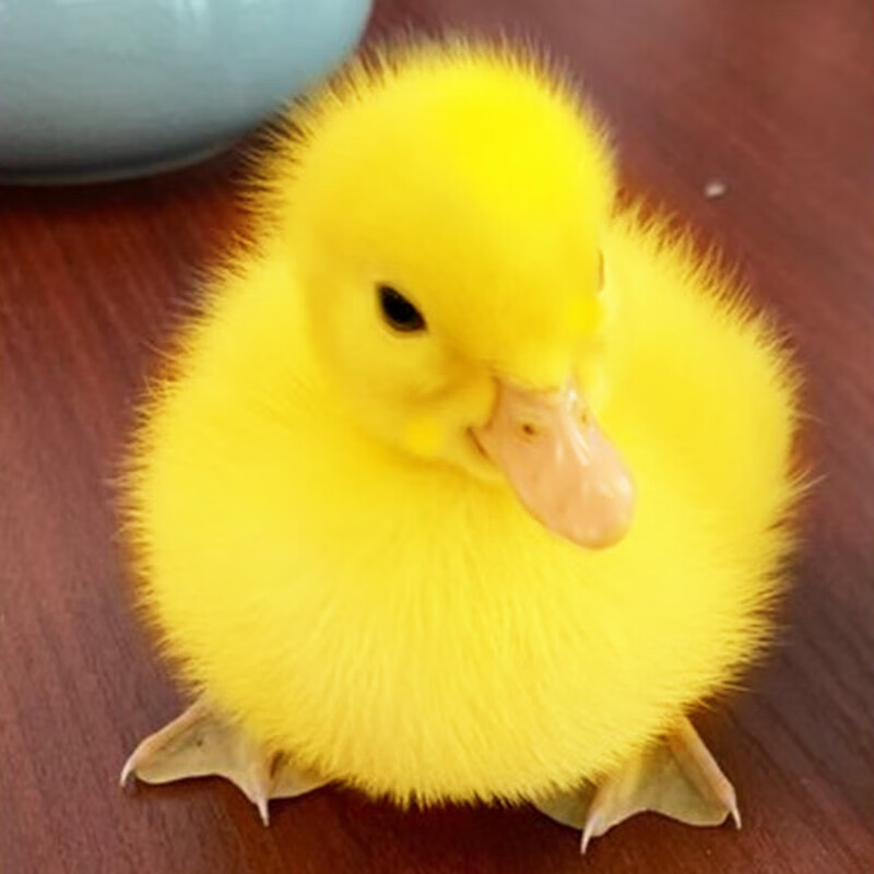 新宠之康小鸭子活宠物活的真小鸭子宠物幼崽活苗 小黄鸭一只