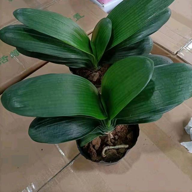 圆头和尚君子兰