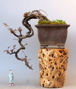 悬崖式榆树造型s型榆树桩花卉盆栽盆景绿植榆树提根小叶榆树盆景小叶