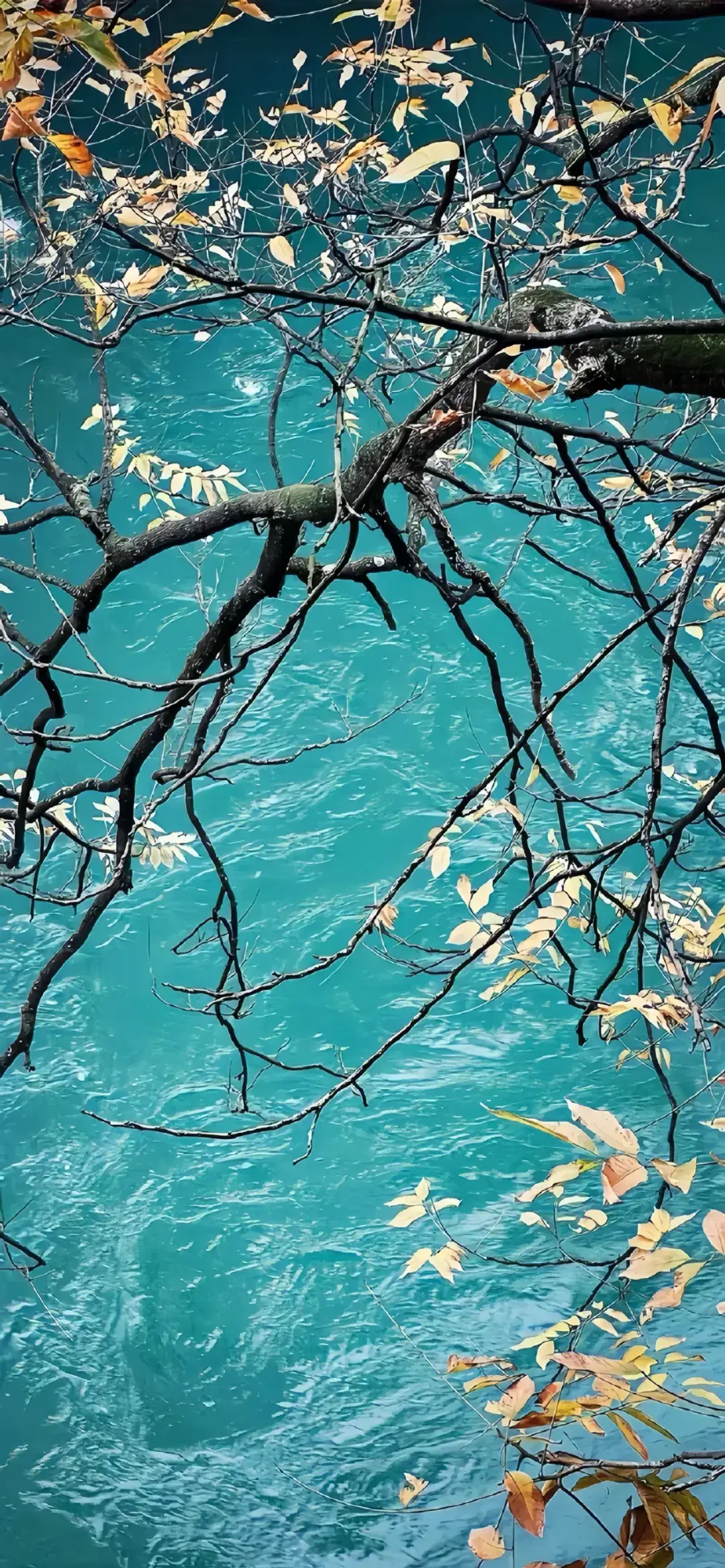 壁纸 风景 摄影 桌面 1080_2335 竖版 竖屏 手机