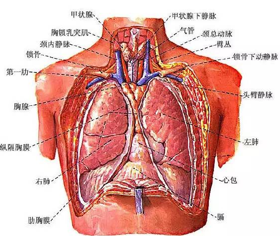 掌握胸片阅读基本功,晋级影像高手!
