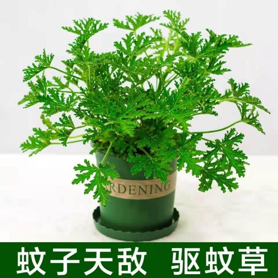 9捕蝇草食人花盆栽苗食虫植物驱蚊草多肉植物室内绿植花卉 毛膏菜已售