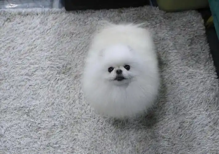 早 可爱的elas小姐.00#白博美  #博美  #赛级犬