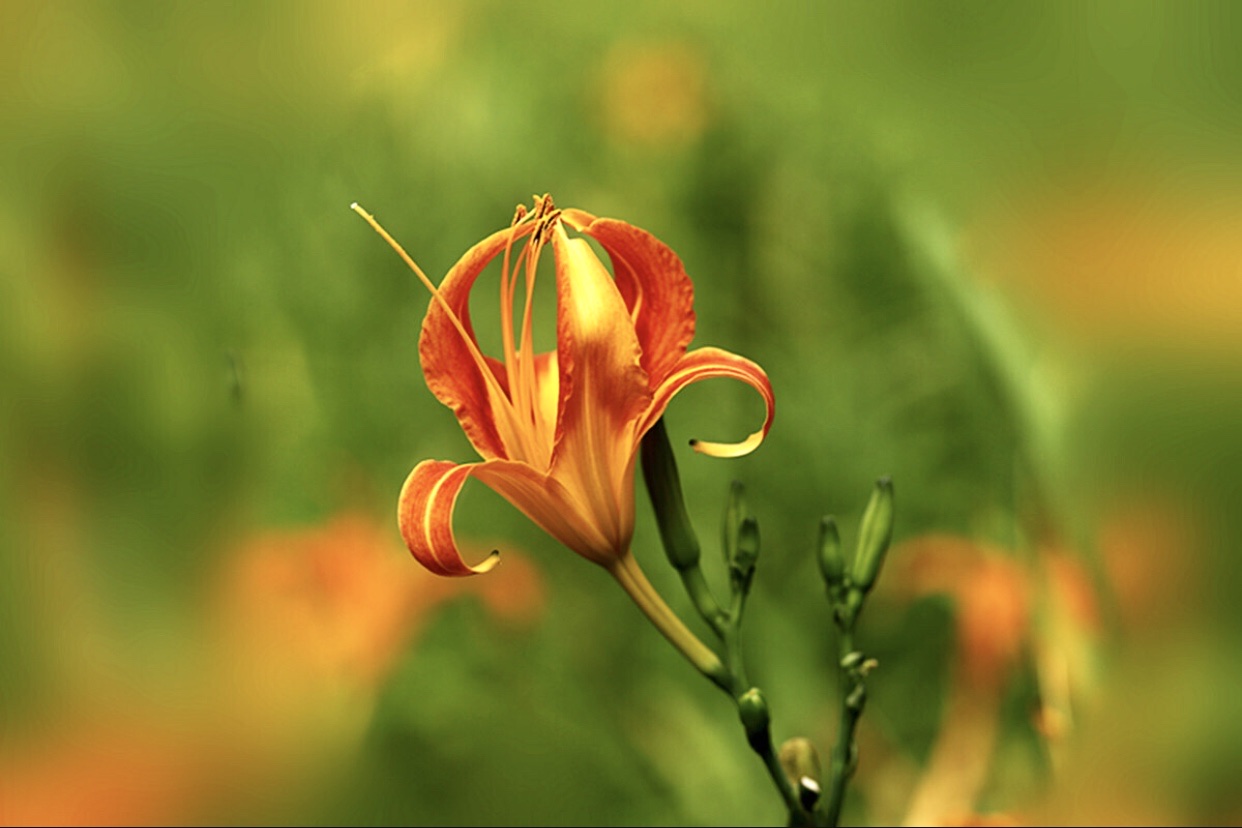 【首发】萱草花